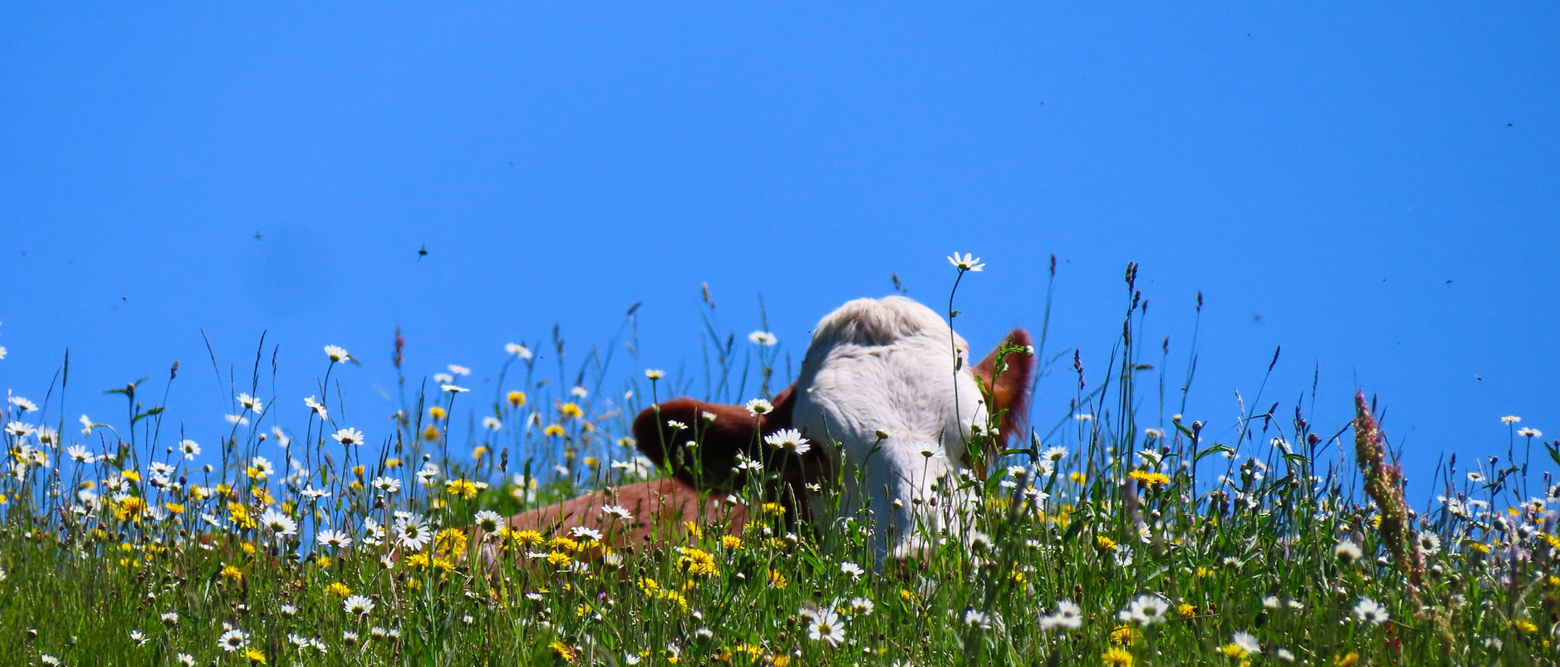 Lait : Accord Entre L’Unell Et Lactalis | La Haute-Saône Agricole Et Rurale