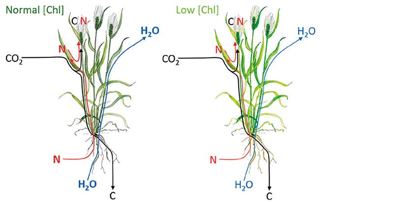 Les plantes dont le contenu en chlorophylle est optimisé (low [Chl]) ont des besoins en azote réduits, et perdent moins d’eau par évapotranspiration que les plantes normales (Normal [Chl]). L’enjeu est de maintenir leur capacité à fixer du CO2 au même niveau.