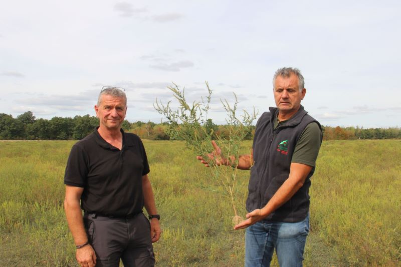 Emmanuel Brussey et Christophe Ruffoni en pays d'ambroisie. Malgré la sécheresse, l'adventice invasive s'est développée dans les chaumes, et a atteint le stade critique de grenaison.