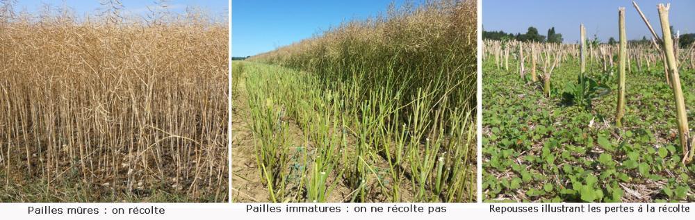 Les tiges vertes à la récolte sont synonymes de pertes.