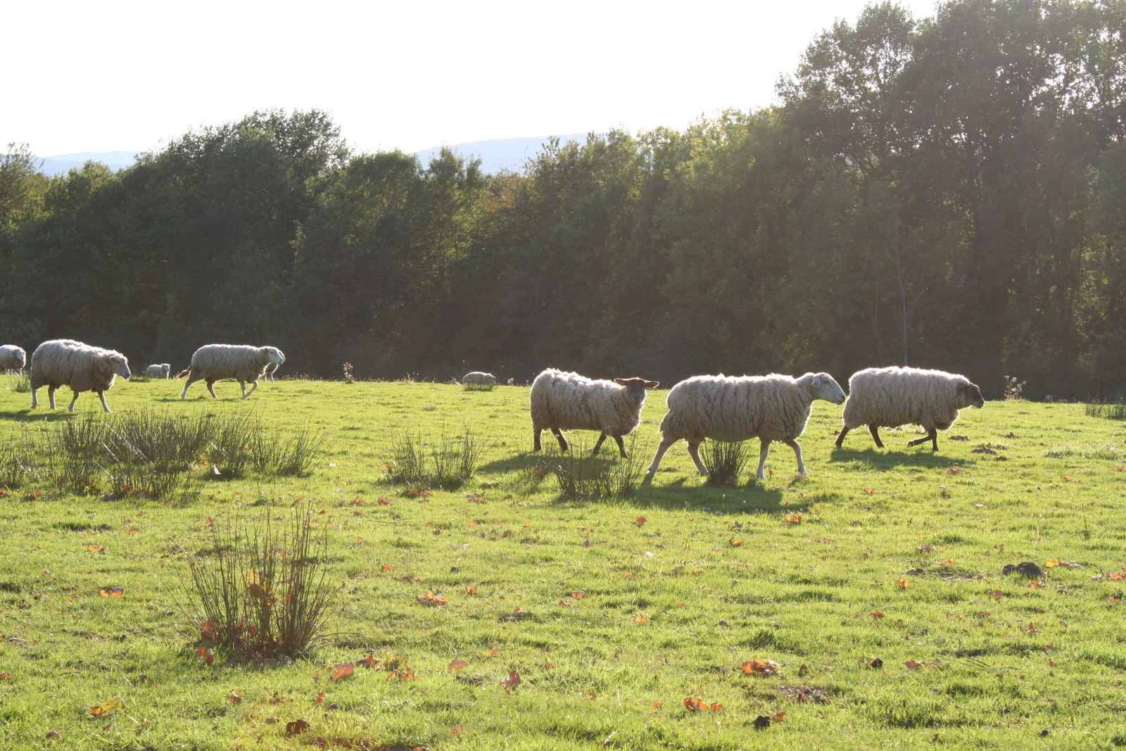 La viande ovine néo-zélandaise va bénéficier de quotas d'importation privilégiés
