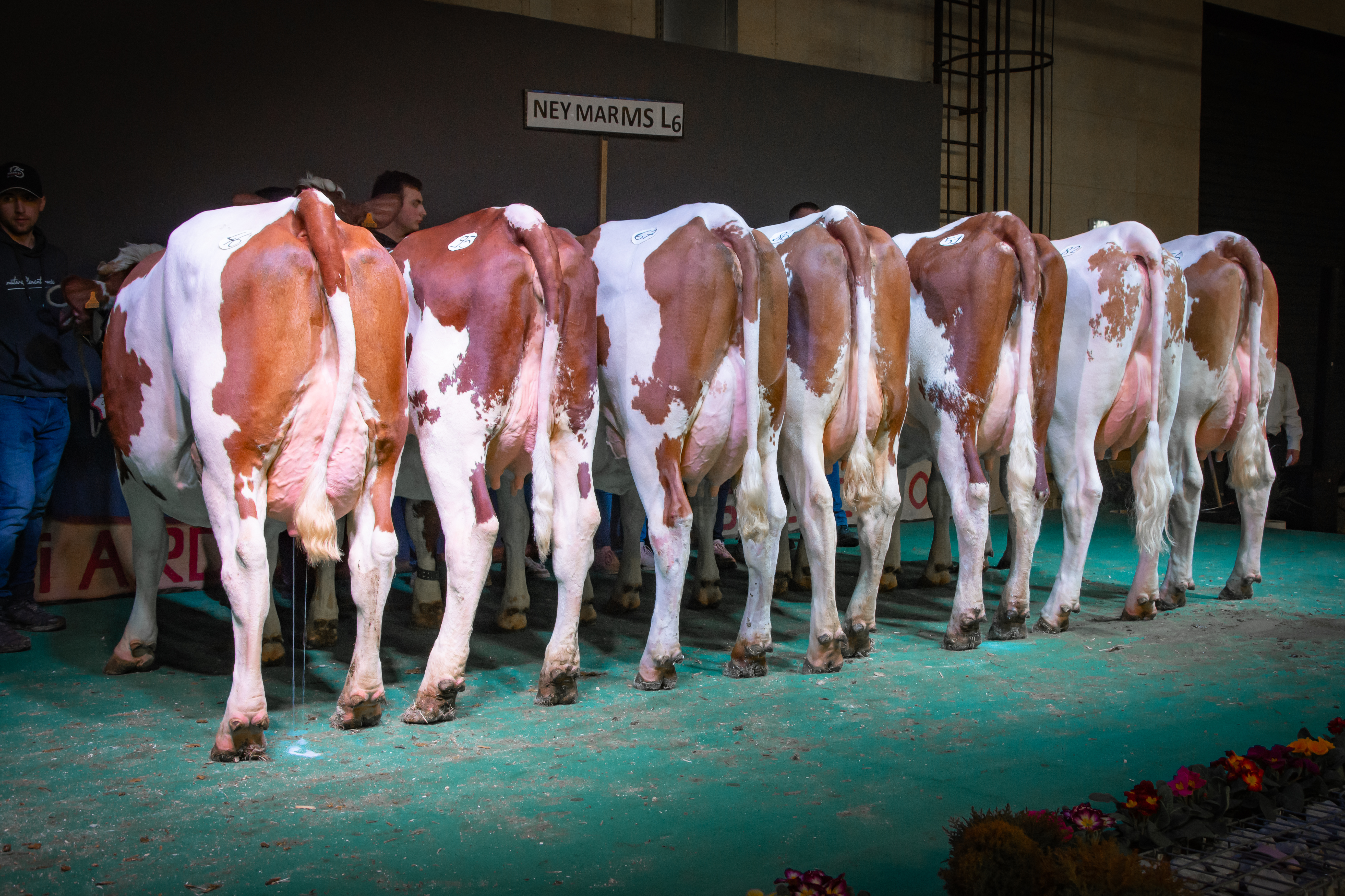 Le lot des filles du taureau Neymar MS. Crédit photo : Montbéliarde sélection