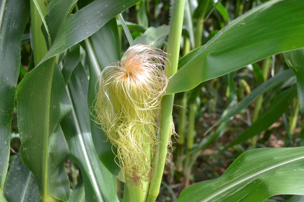 La sortie des soies, qui signe le début de la floraison femelle des maïs, est un stade repère utile pour estimer la date de récolte. Crédit photo : A.Coronel
