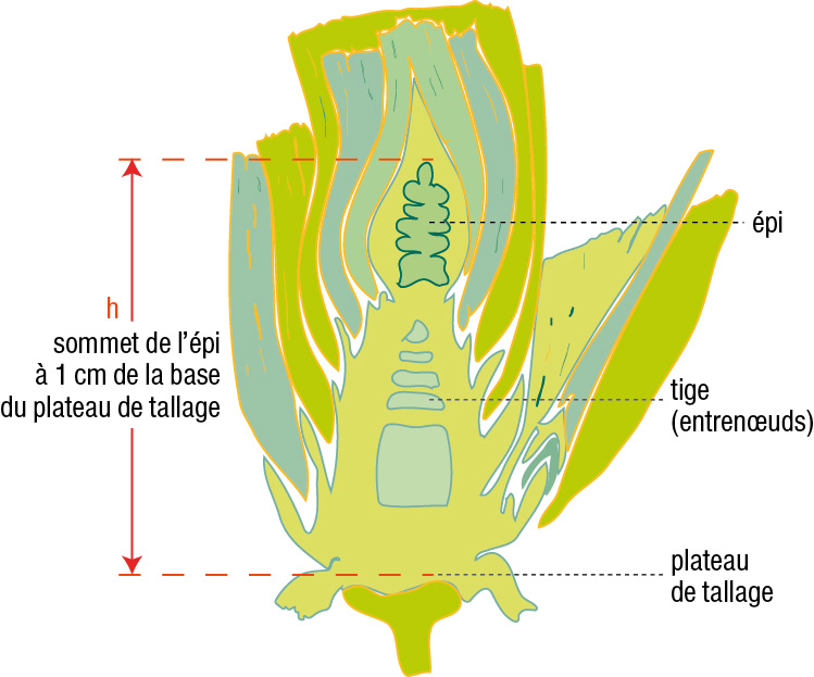 Figure 1 : Coupe longitudinale d’une tige de blé tendre (source :  gembloux. ulg. ac. be)