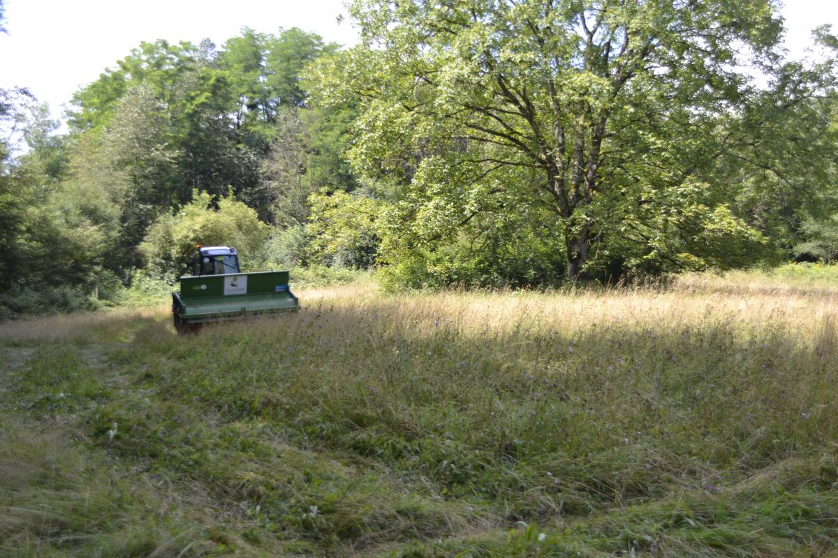 Les prairies permanentes anciennes peuvent se révéler de précieuses ressources botaniques pour s'adapter au changement climatique. Crédit photo : A.Coronel