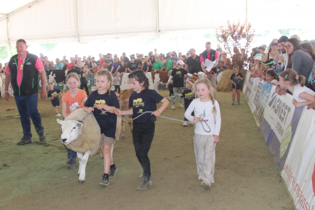 Armand le mouton, star du Salon de l'agriculture, s'est taillé un petit succès lors du Festival de l'élevage. Crédit photo : A.Coronel Armand le mouton, star du Salon de l'agriculture, s'est taillé un petit succès lors du Festival de l'élevage. Crédit photo : A.Coronel