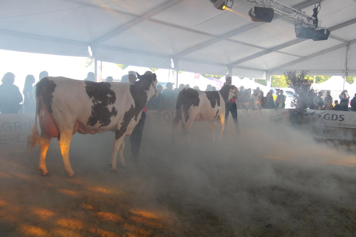 Ambiance garantie pour les prix spéciaux des concours bovins du festival de l’élevage : nappes de fumée onirique, effets de lumière et musique envoûtante étaient au rendez-vous ! Crédit photo : A.Coronel Ambiance garantie pour les prix spéciaux des concours bovins du festival de l’élevage : nappes de fumée onirique, effets de lumière et musique envoûtante étaient au rendez-vous ! Crédit photo : A.Coronel