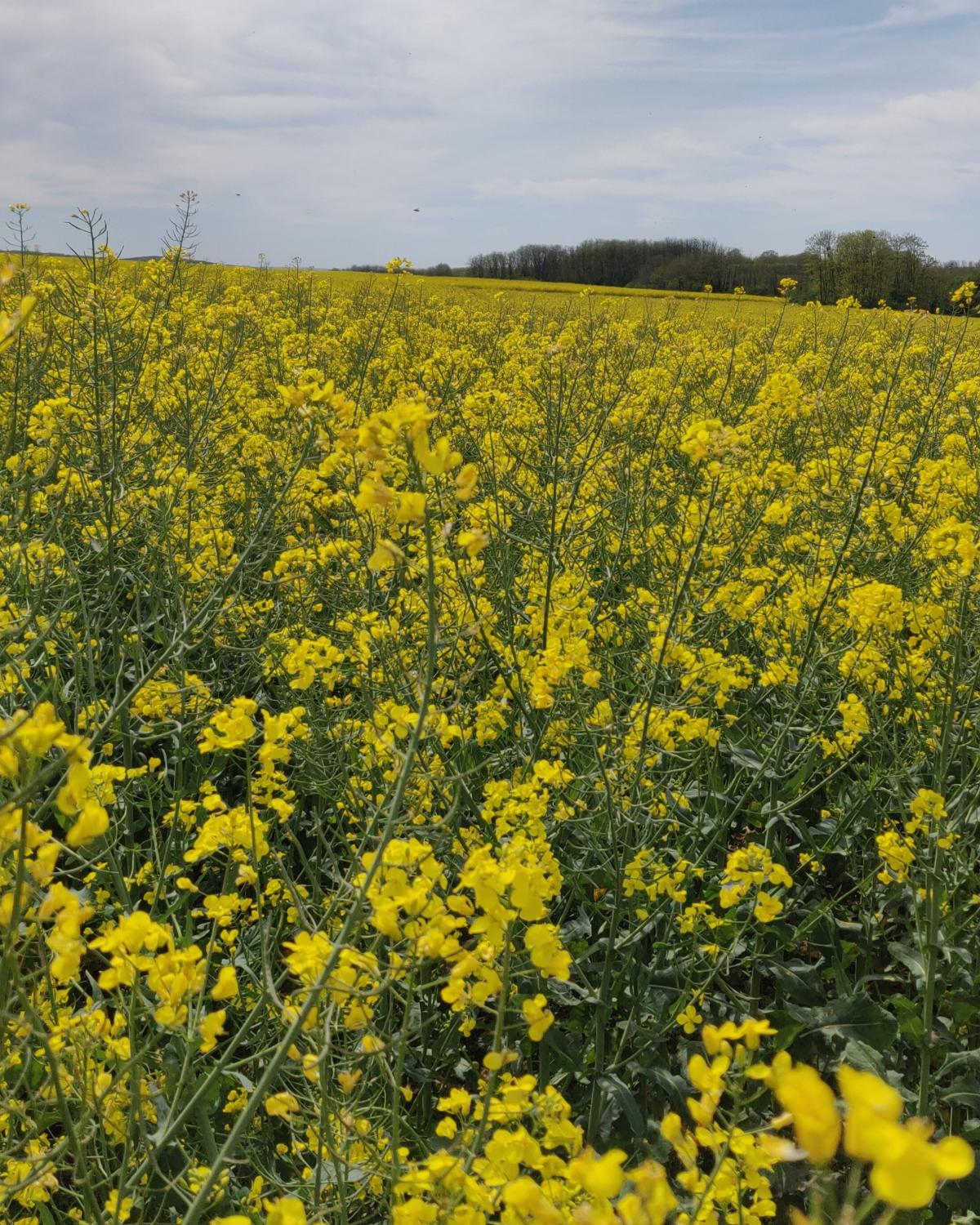 Les colzas sont en pleine floraison, sains, mais avec quelques attaques de méligèthes et de charançons. Crédit photo : Paul Voirgard.