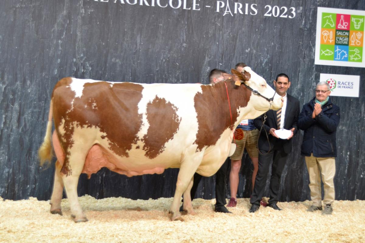 Jacquette (Brink sur Unimac) au Gaec de chez le roi, aux Fins, meilleure laitière de race. Crédit photo : A.Coronel