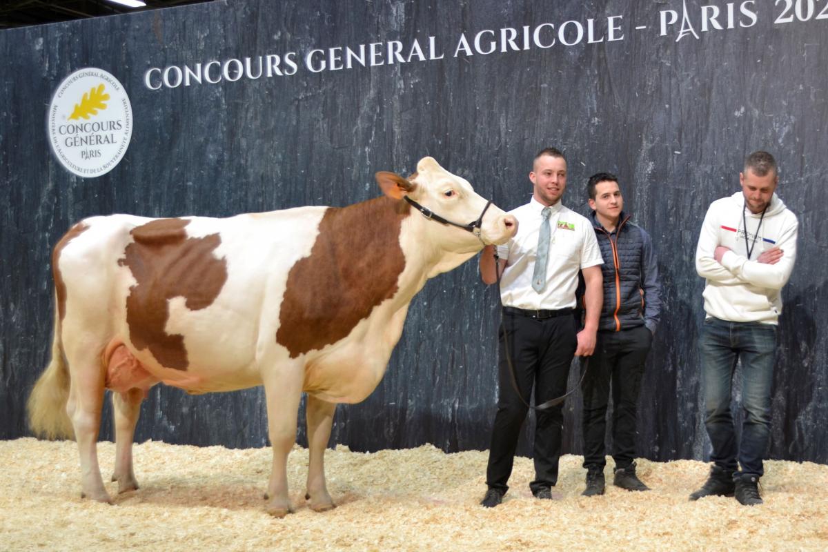 Nafnaf (Joris sur Triomphe) au Gaec Martin des Prises à Maîche est meilleure mamelle adulte. L’élevage est récompensé par le challenge racial. Crédit photo : A.Coronel