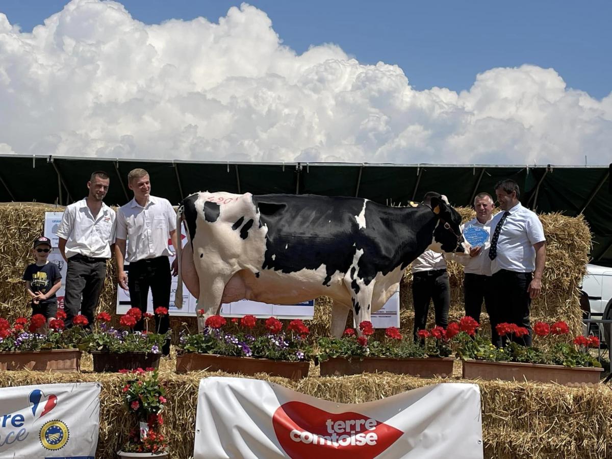 Grande championne Holstein : Nami (Dream Wilt sur Boldwin) du Gaec les Béguines