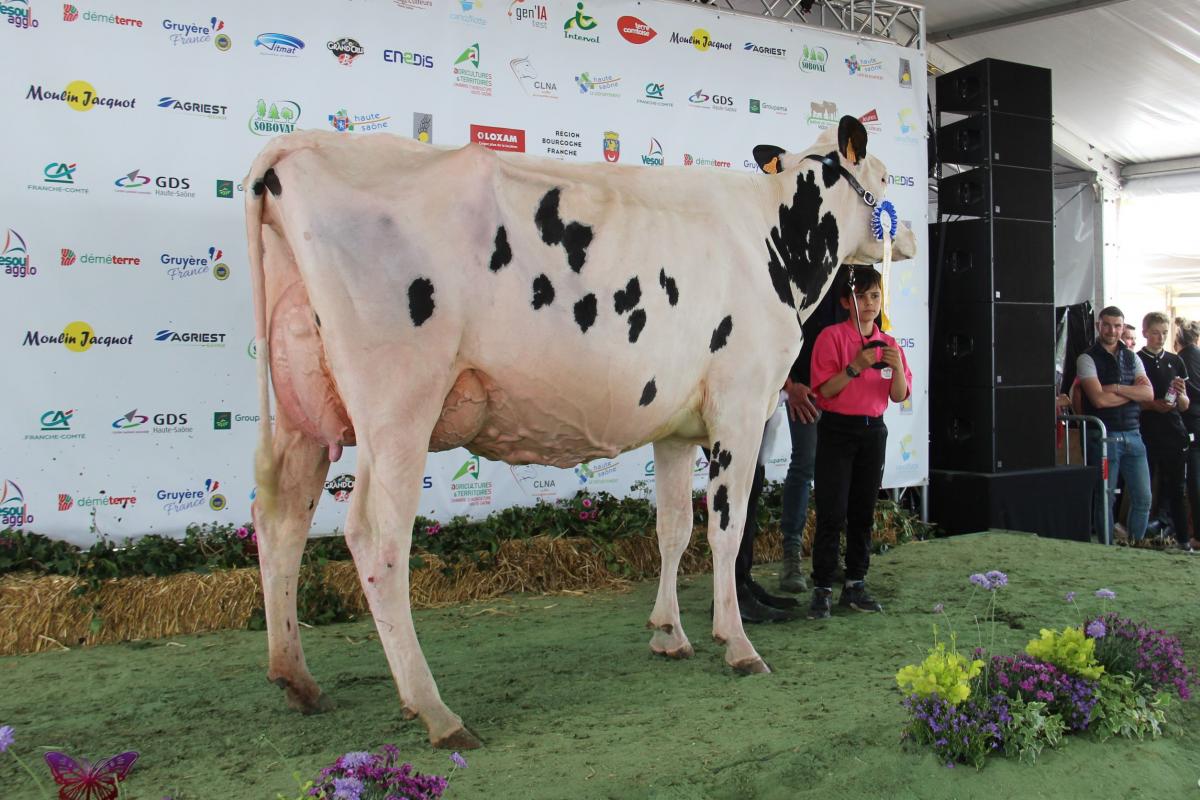 Océane (Callen sur Contrôle JK) au GAEC Adam de Sorans-les-Breurey est meilleure mamelle jeune du concours holstein et réserve de championnat jeune..