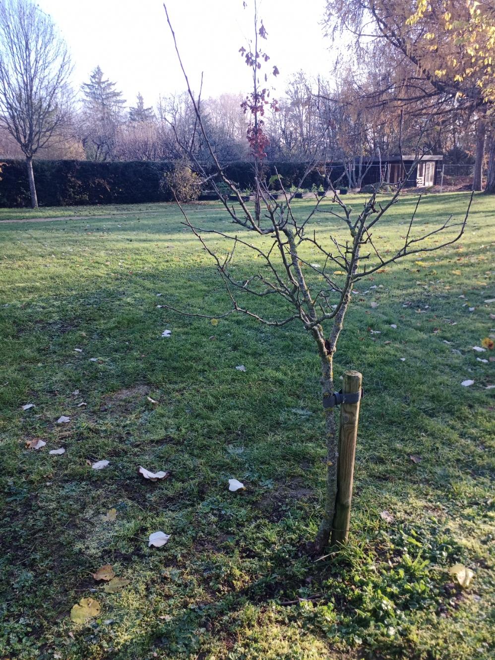 Dans le jardin anglais de Vesoul, un pommier qui aurait pu être de la variété "séminaire de Vesoul" mais s'est avéré une pomme-coing.