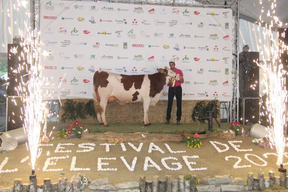 Championne adulte et grande championne montbéliarde : Reality (Nightclub × Impec) – GAEC La Romaine Humbert, à Maizières Championne adulte et grande championne montbéliarde : Reality (Nightclub × Impec) – GAEC La Romaine Humbert, à Maizières
