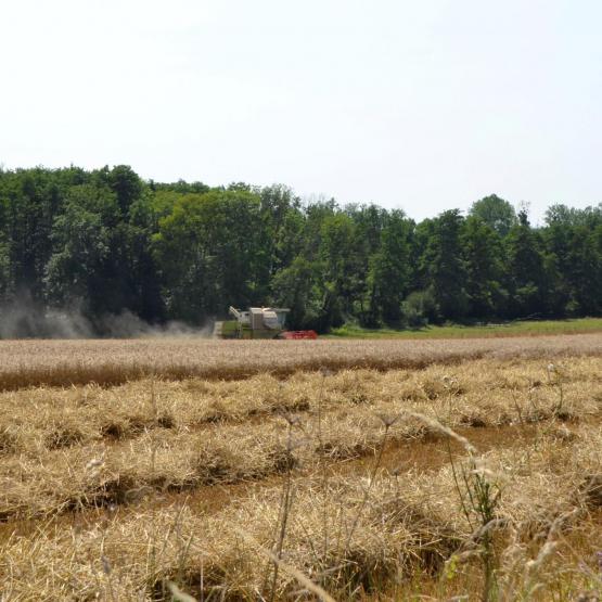 La qualité des récoltes a souffert des excès d’eau en fin de cycle. Photo : DR