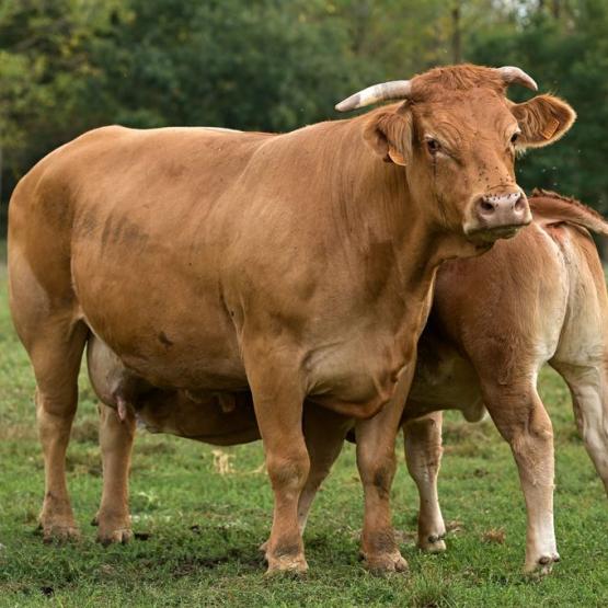 Au 19 septembre la France confirmait la présence du virus de la Maladie Hémorragique Epizootique sur des bovins dans trois élevages des Pyrénées-Atlantiques et des Hautes-Pyrénées.