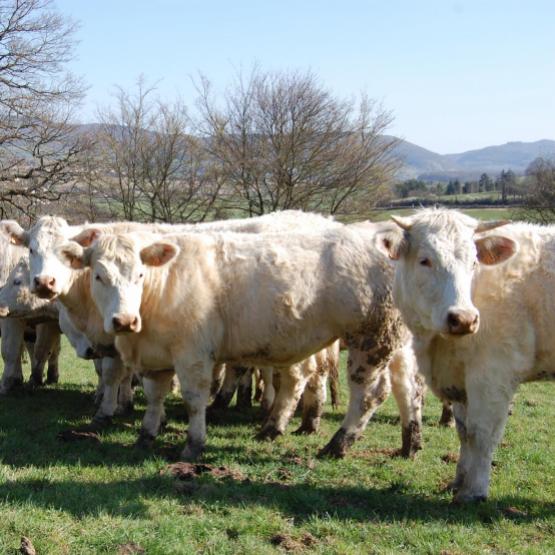 L'engraissement à l'herbe des femelles est un des thèmes de la journée portes-ouvertes... Crédit photo : C.Michelin (EASL)