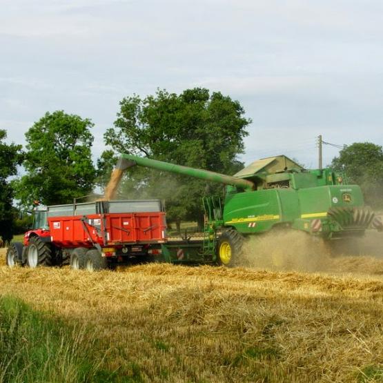 La moisson se déroule dans des conditions compliquées. Photo : A.Coronel