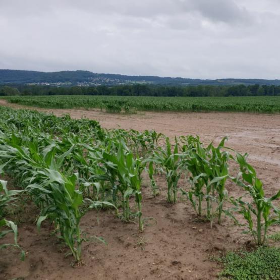 La présence des corbeaux dans un secteur géographique est souvent peu maîtrisable mais certains outils peuvent permettre de limiter partiellement les dégâts occasionnés. Photo : DR