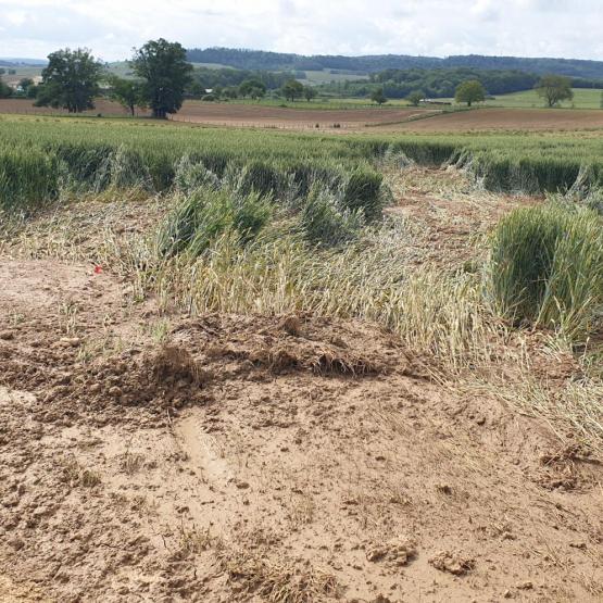 Sur les sols saturés en eau par ce printemps très humide, le violent orage du 24 mai à provoqué des phénomènes de ruissellement et d'inondation spectaculaires. Crédit photo : A.Lacroix