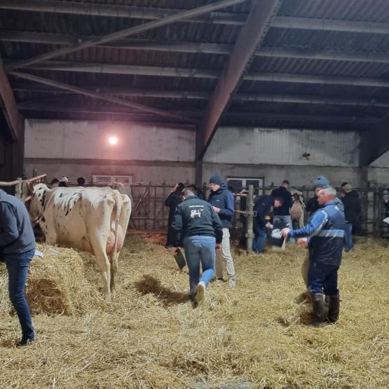 Cette première édition d’une finale départementale de pointage en race prim’holstein a remporté un beau succès. Crédit photo : Emma Chevallier