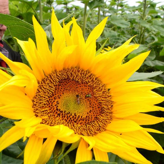 "Dans un contexte de réduction des possibilités de désherbage chimique, le tournesol est un véritable atout", rappelle Stéphane Cathala. Photo : DR