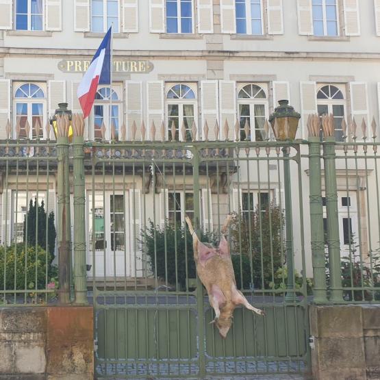 A l’issue de la rencontre à Mélecey, les éleveurs ont poussé jusqu’à Vesoul pour exprimer leur colère en accrochant un mouton mort à la grille de la Préfecture denonçant ainsi les attaques de loup.   