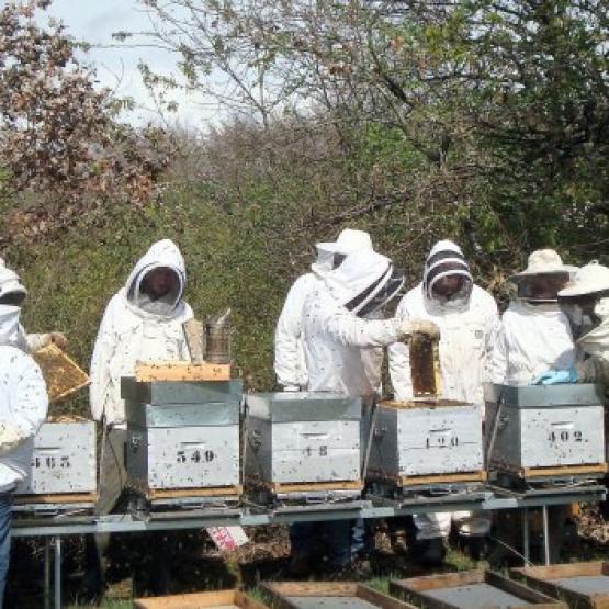Objectif du projet SURVapi : développer des pratiques favorables aux abeilles tout en maintenant la qualité des récoltes et leur rendement. Photo : DR. 