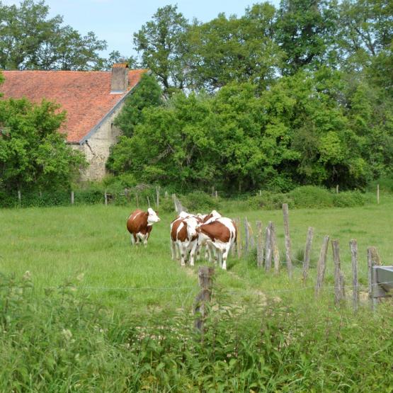  Attention aux stress pendant le tarissement, qui peuvent engendrer une perte de production pouvant aller jusqu’à cinq litres en début de lactation. Photo : A.Coronel