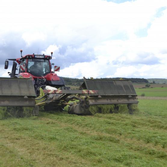 Des économies significatives peuvent être réalisées grâce à des pratiques adaptées, notamment sur les graminées comme le dactyle. Crédit photo : A.Coronel