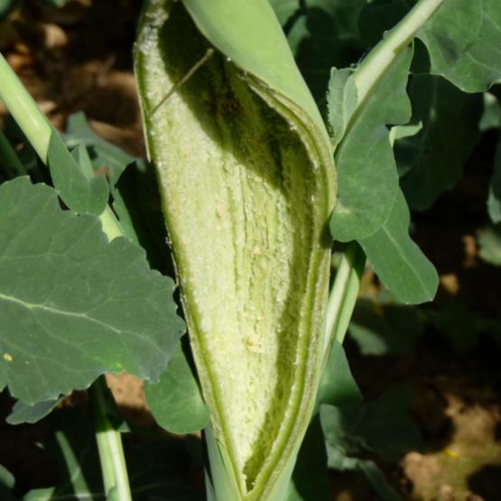 Eclatement de tige occasionné par une piqûre de ponte de charançon de la tige du colza. Photo Terres Inovia