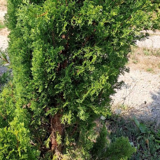 L’if à baies n’est toxique que lorsqu’il a été coupé. CP : CIIRPO