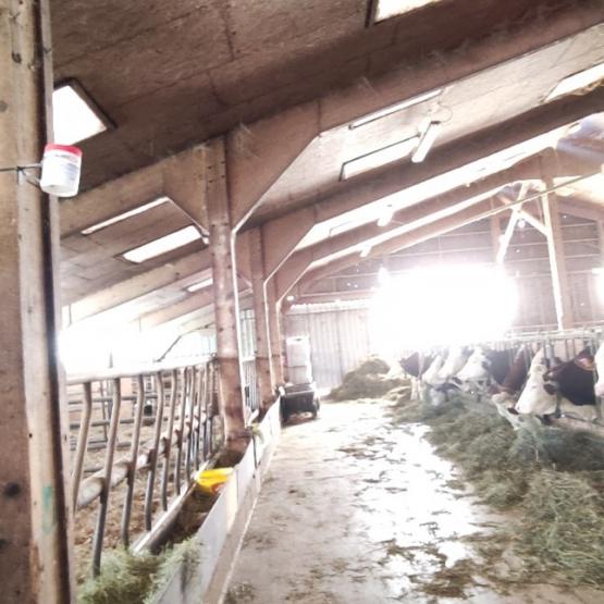 Badge installé dans un bâtiment d'élevage laitier avec fosse sous caillebotis pour mesurer la volatilisation de l’ammoniac. Crédit photo : Elsa Michel (CA39)