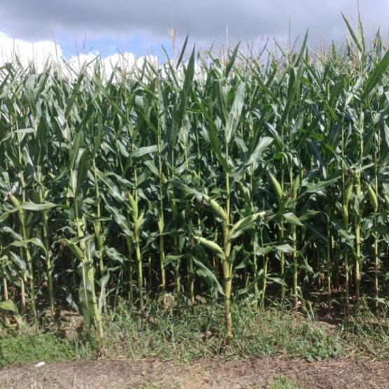 La période des ensilages de maïs débute, avec de belles parcelles là où la structure du sol était correcte.