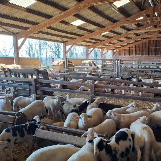 Le bardage n’est pas indispensable, lorsque les animaux logés sont des adultes ou des agneaux sevrés. Crédit photo : CIIRPO