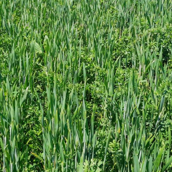 Si les légumineuses compagnes ont fait leurs preuves avec le colza, leur association aux céréales à paille demeure une pratique risquée, aux bénéfices encore incertains selon les travaux d’ARVALIS. ©Agroleague