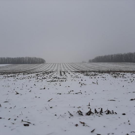 Les céréales d’hiver sont biologiquement adaptées pour surmonter la traversée d’hiver froids.