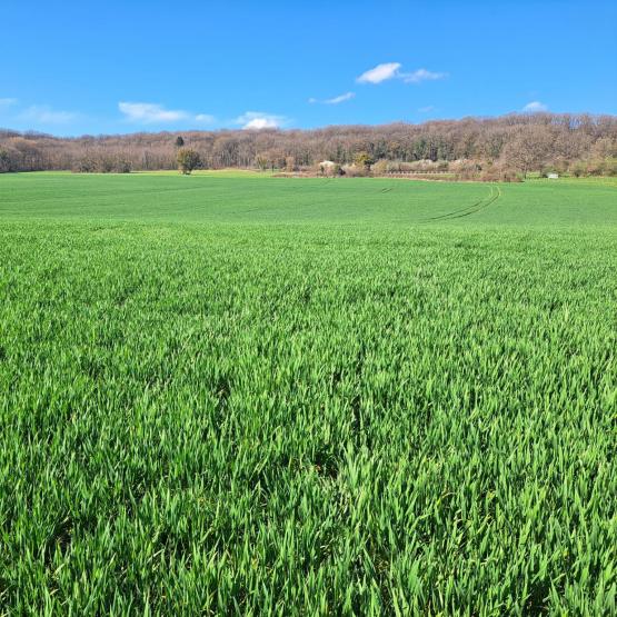 Des parcelles semées fin septembre atteignent déjà le stade 1 nœud. Crédit photo : Emeric Courbet/CA70