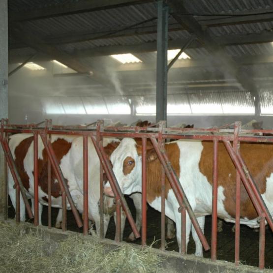 Face au stress thermique, la ventilation mécanique et la brumisation viennent souvent à l'esprit : pas en première intention, conseille Louise Bertolini, qui préconise de travailler d'abord sur les fondamentaux du confort et de la ration. Crédit photo:AC