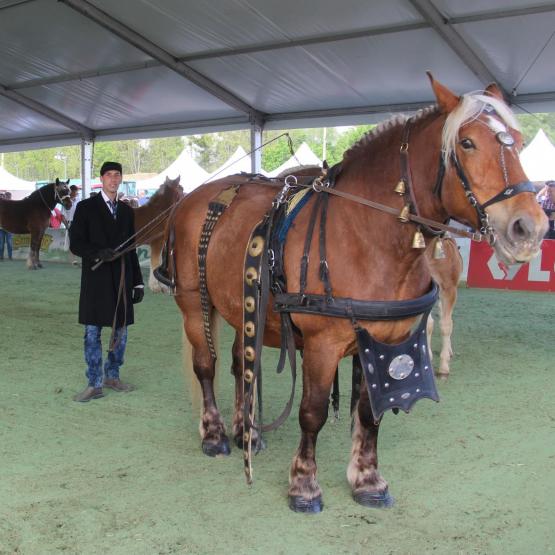 Le cheval comtois est une figure emblématique du festival de l'élevage. Crédit photo : A.Coronel