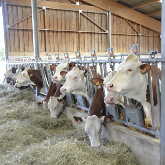 Le centre d’allotement de Vellefaux, où sont rassemblées les femelles avant leur expédition, est actuellement fermé, car en zone réglementée. De même que celui de la Chevillotte.