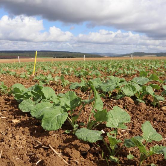L’azote minéral apporté à l’automne est bien valorisé par la culture et n’aggrave pas les fuites de nitrates dans l’eau, d'après les essais conduits par Terre inovia.  Crédit photo : Clarisse Guiziou-Jaouen - Terres Inovia .