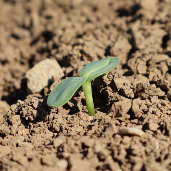 Si le changement climatique entraine une augmentation des pluviométries hivernales, les interventions profondes, pour restructurer le sol durant l’été et complétées par le semis d’un couvert végétal, seront à favoriser. Crédit photo : Terres inovia