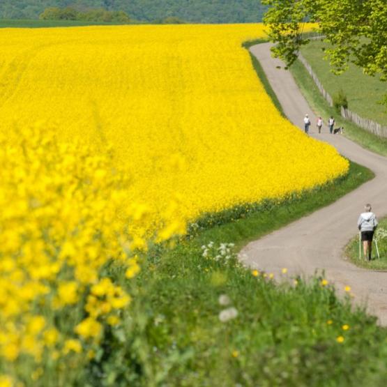 Les fleurs de colza sont très attractives pour les insectes mélifères, dont les abeilles...