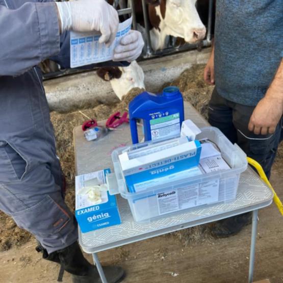 Depuis le 17 octobre, les cheptels présents dans la zone de surveillance sont méthodiquement vaccinés.