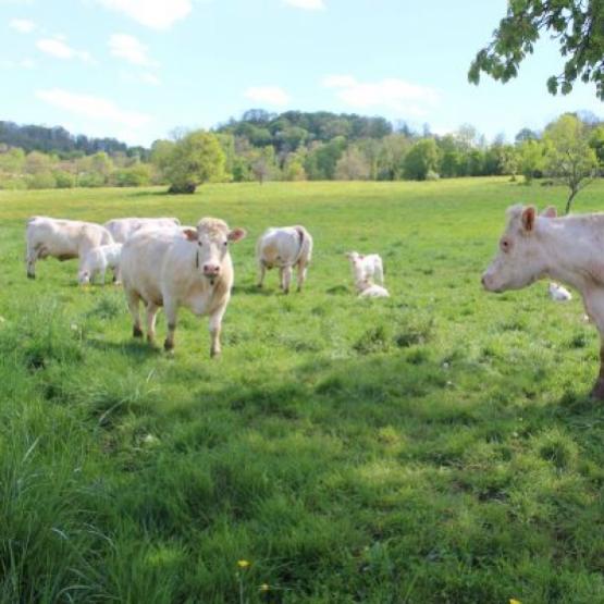 Depuis le printemps 2026, la FNB alerte au sujet de la baisse des prix d'achat des bovins, alors que les fondamentaux du marchés sont bons. Crédit photo : A.Coronel