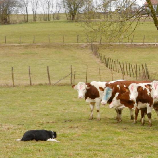 Chien de troupeau au travail.