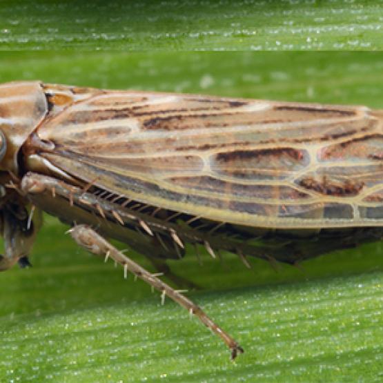 Les cicadelles de l’espèce Psammotettix alienus transmettent les virus de la maladie des pieds chétifs en piquant les graminées. Crédit photo : FMCAgro.