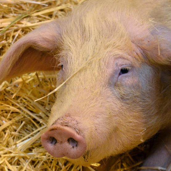La production porcine, associée à un atelier laitier, est un gage de résilience : elle diversifie les sources de revenu, diminue la dépendance aux aides, améliore l’autonomie en matière d’engrais…