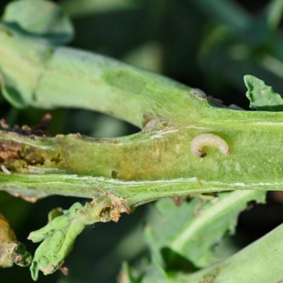 Au début de leur vie, les larves de grosses altises sont relativement mobiles et s’introduisent par la face supérieure des pétioles des feuilles. Crédit photo : L.Jung